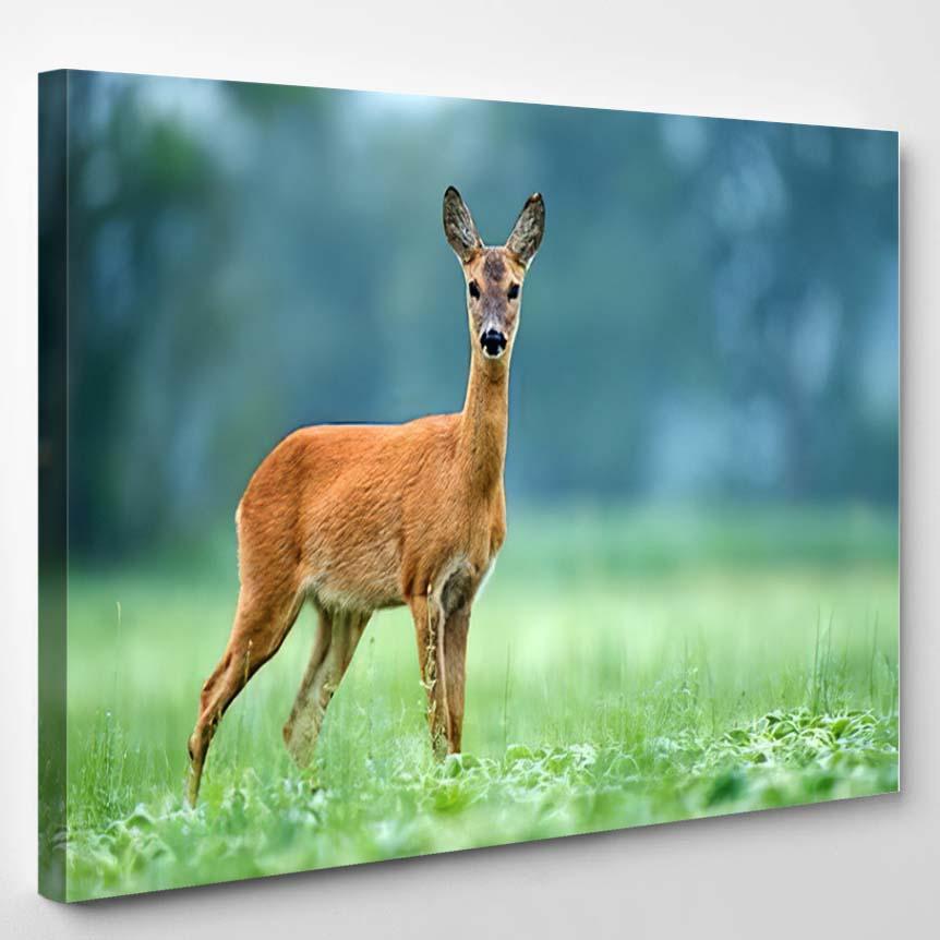 Roe Deer Standing Field 1 – Deer Animals Canvas Print