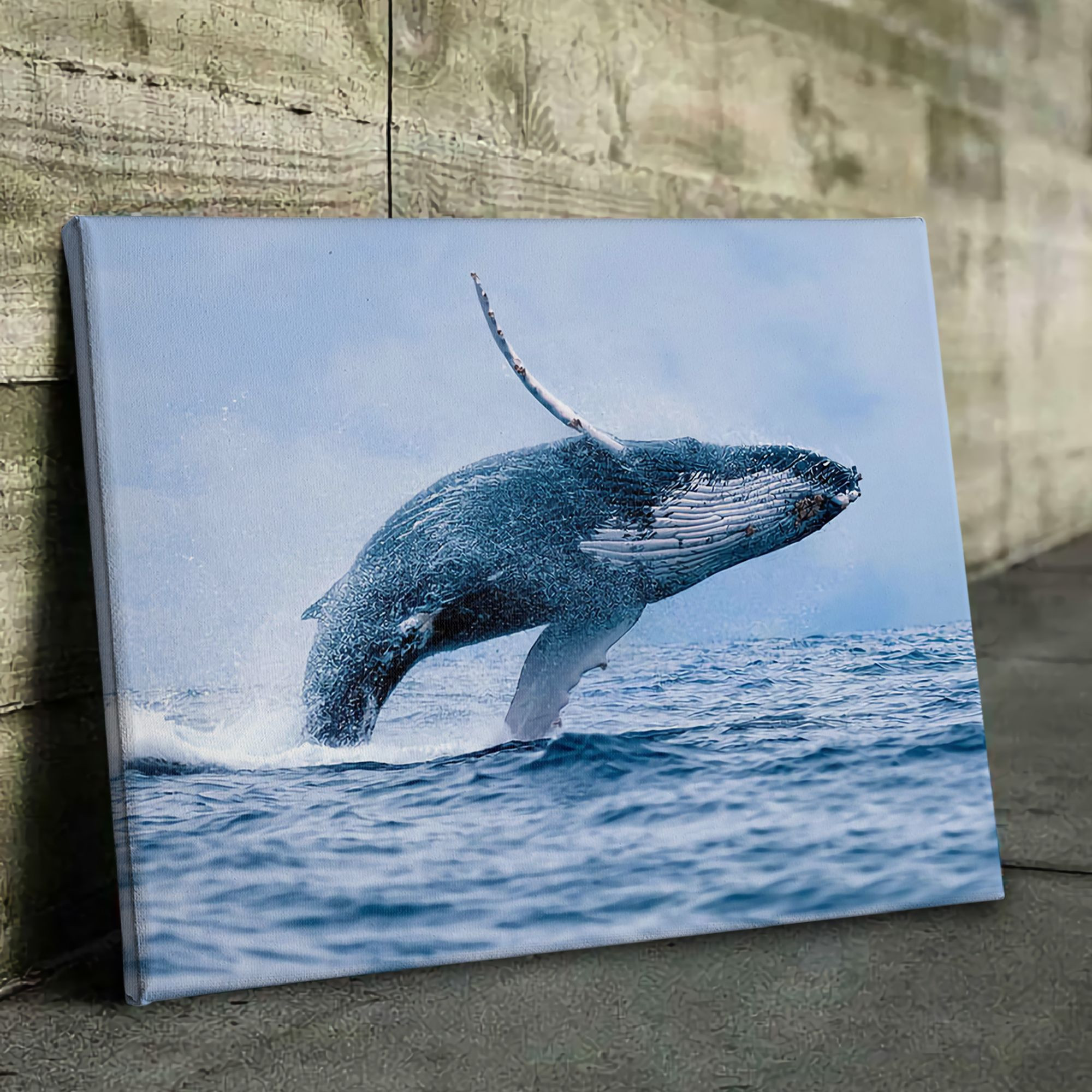 Humpback Whale Megaptera Novaeanglia Poster & Canvas