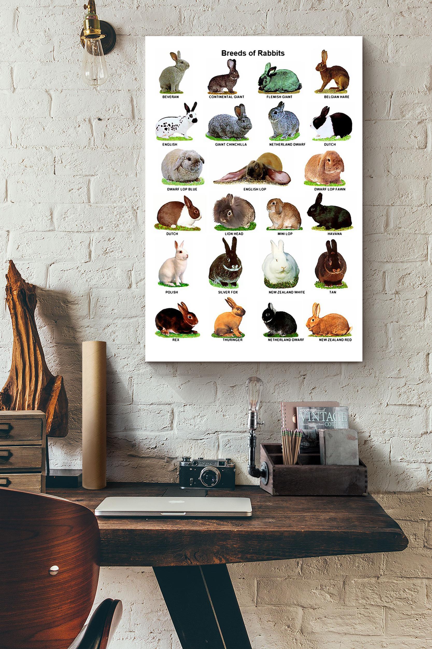 Breeds Of Rabbits Poster