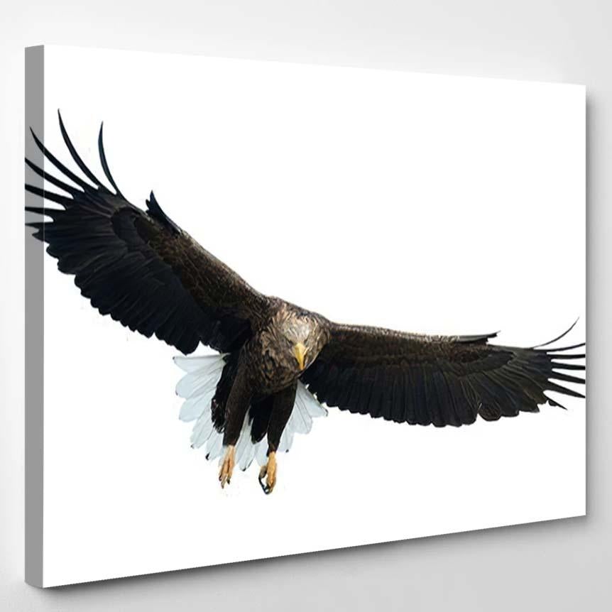 Adult Whitetailed Eagle Flight Front View 1 – Eagle Animals Canvas Print