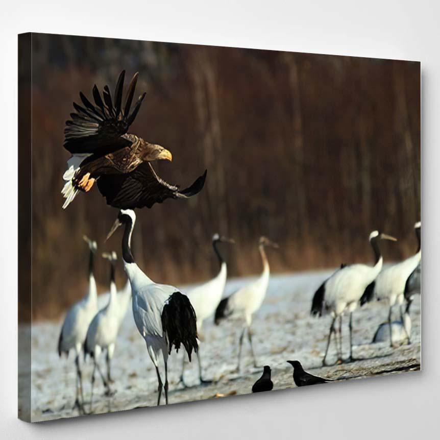 Whitetailed Eagle Flying Above Group Blacknecked – Eagle Animals Canvas Print