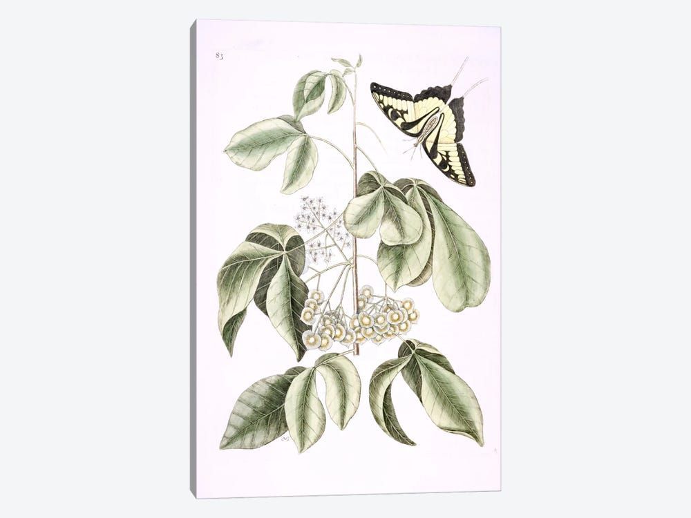 Eastern Tiger Swallowtail & Ptelea Trifoliata (Wafer Ash) Canvas Poster 8″x12″ 12×18″ 18″x26″ 24″x36″ 30″x45″