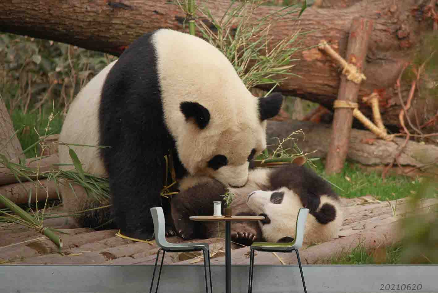 3D Zoo Animal Panda Wall Mural Wallpaper Lqh 56