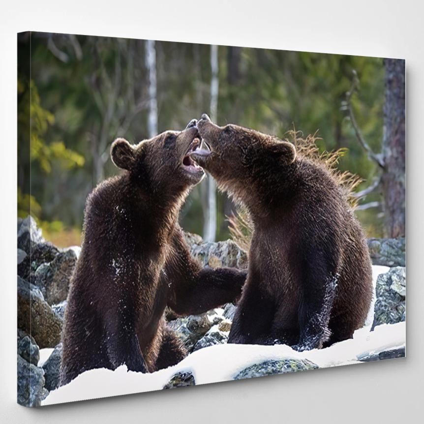 Young Broown Bears Ursus Arctos Looking – Bear Animals Canvas Print