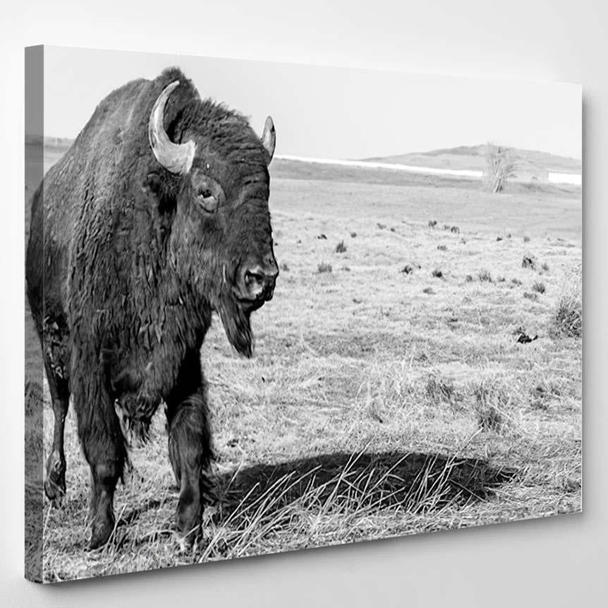 American Bison Photographed Black White – Bison Animals Canvas Print