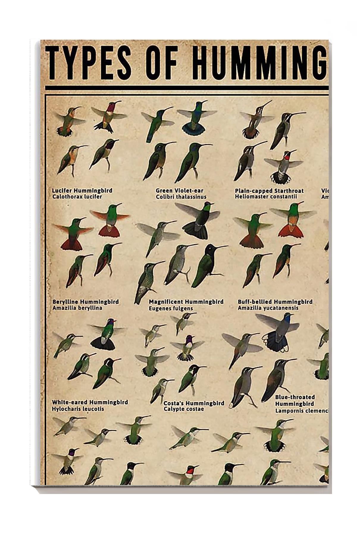 Types Of Hummingbirds Animal Knowledge Wall Art For Homeschool Nusery Kids Bedroom Decor Canvas