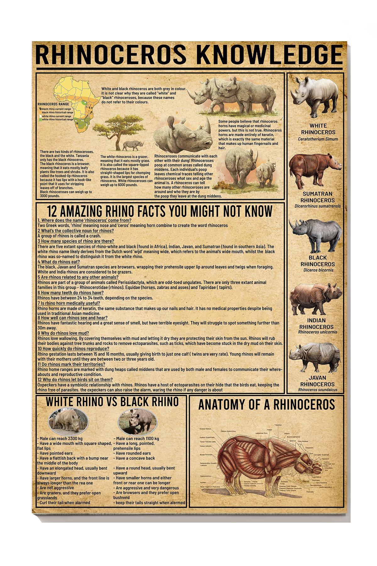 Rhinoceros Amazing Fact Animal Knowledge Wall Art For Homeschool Nusery Kids Bedroom Decor Canvas