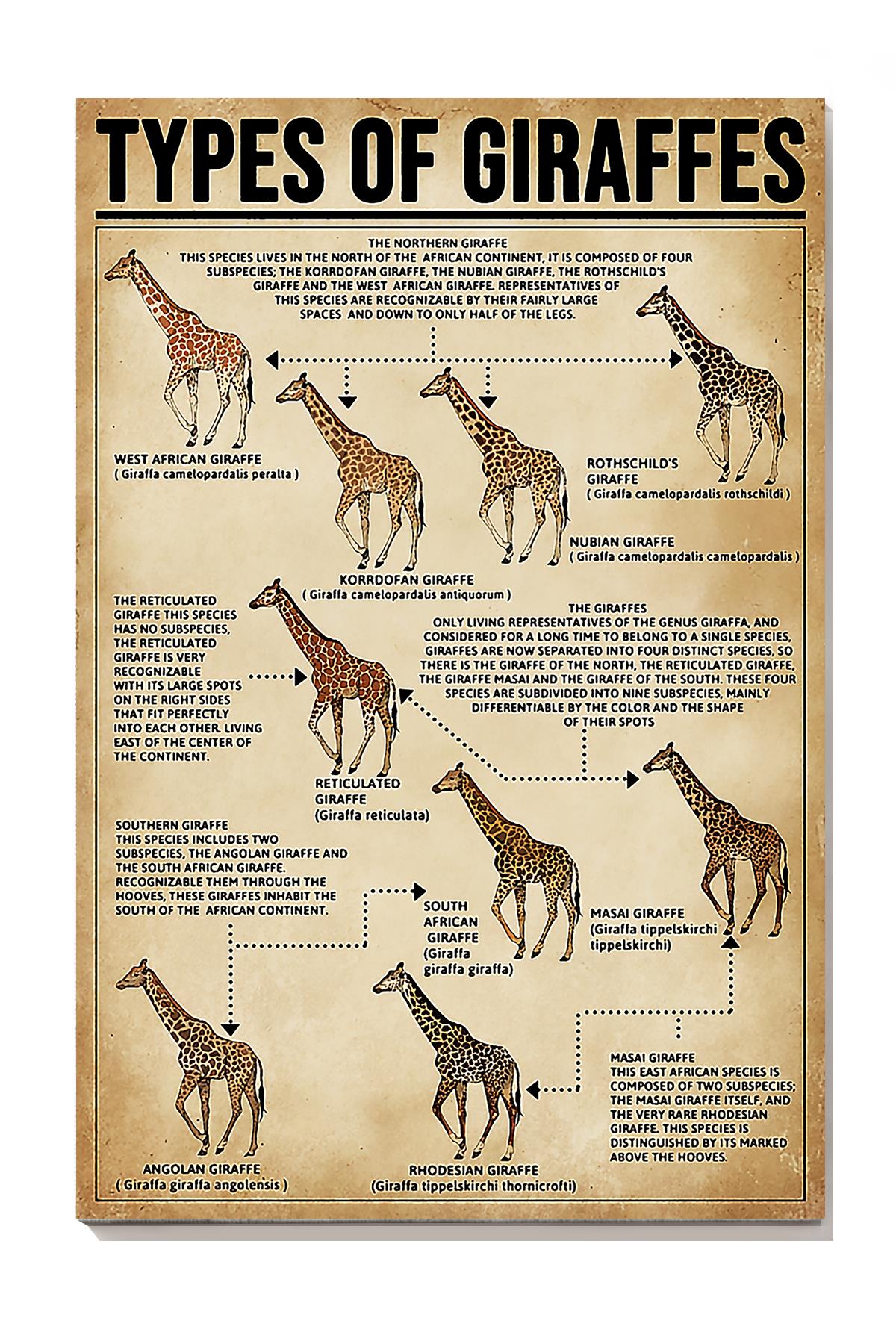 Types Of Giraffes Animal Wall Art Gift For Animal Lovers Researchers Wrapped Canvas