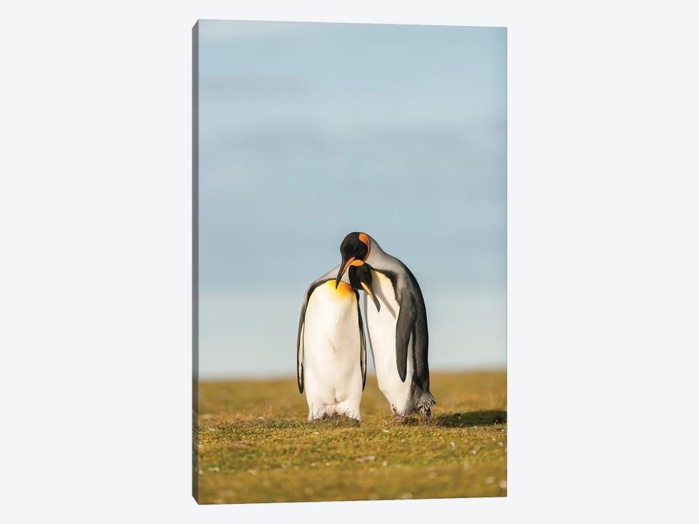 King Penguins Couple Canvas Poster 8″x12″ 12×18″ 18″x26″ 24″x36″ 30″x45″