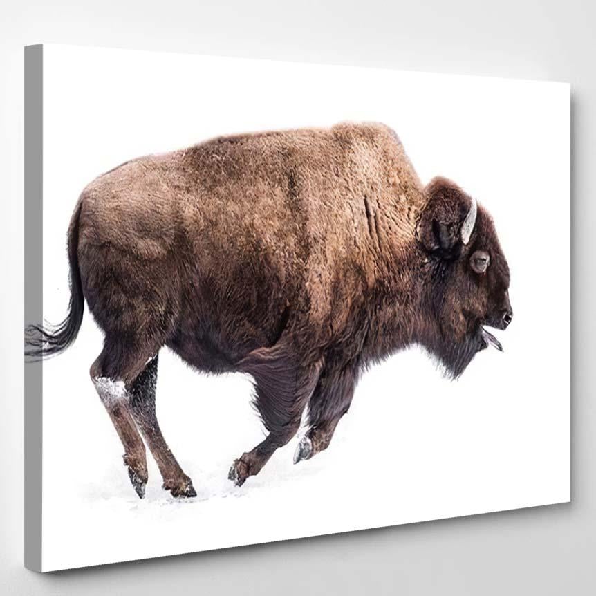 American Bison Running Snow Tongue Out – Bison Animals Canvas Print