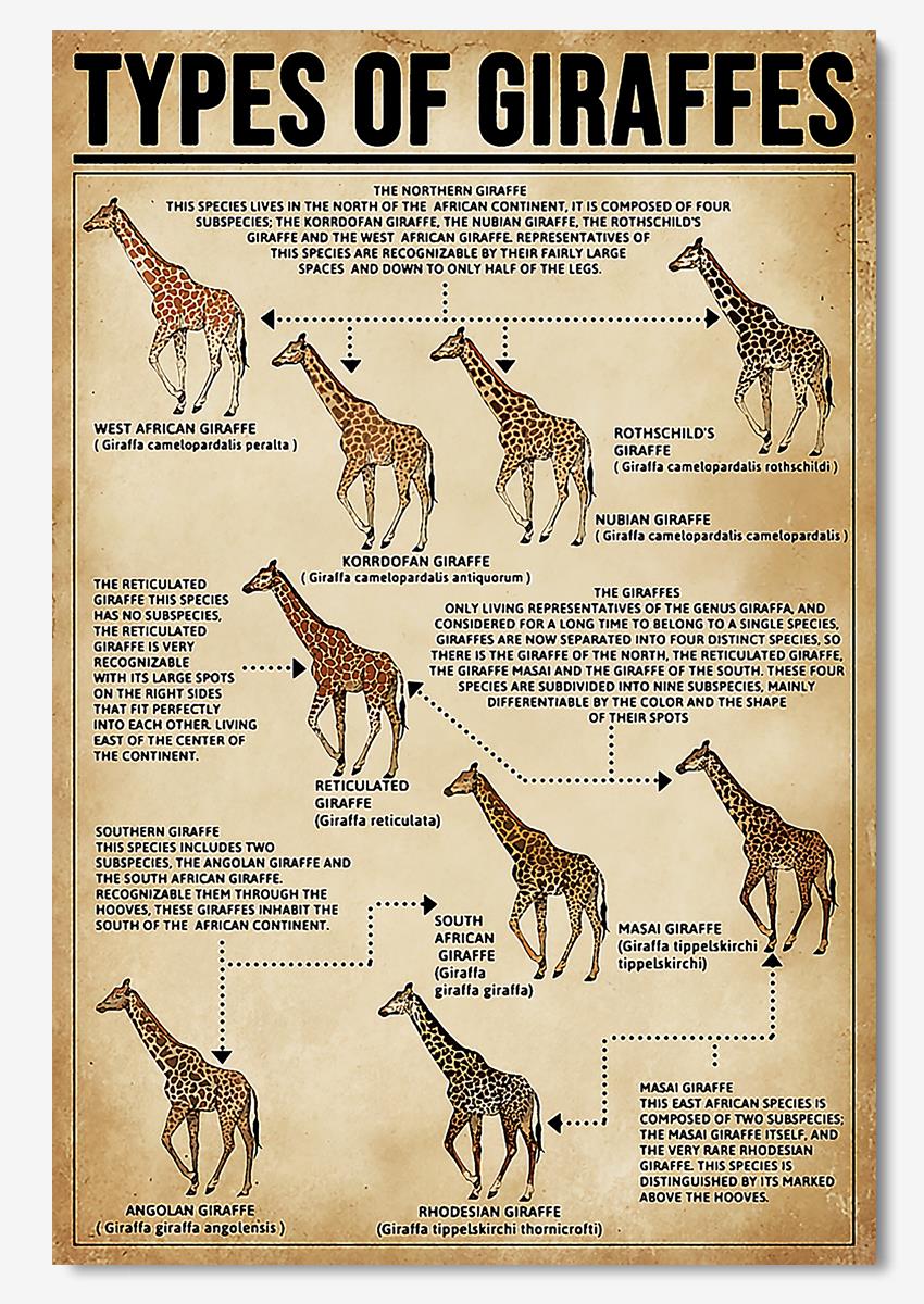 Types Of Giraffes Animal Wall Art Gift For Animal Lovers Researchers Poster