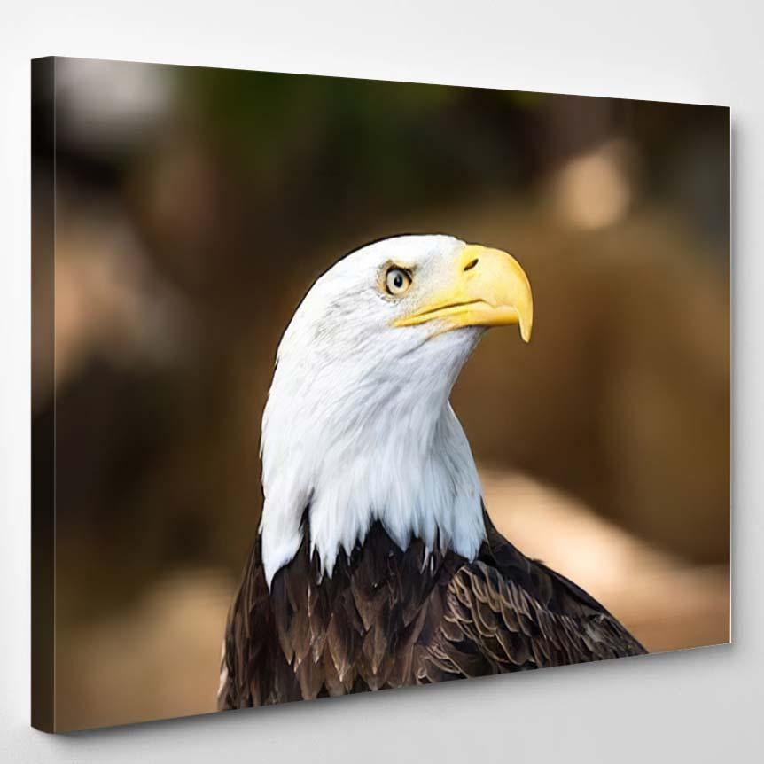 American Bald Eagle Close Zoo – Eagle Animals Canvas Print