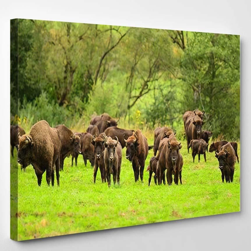 Wisent European Bison Bonasus Meadow Bieszczady 1 – Bison Animals Canvas Print