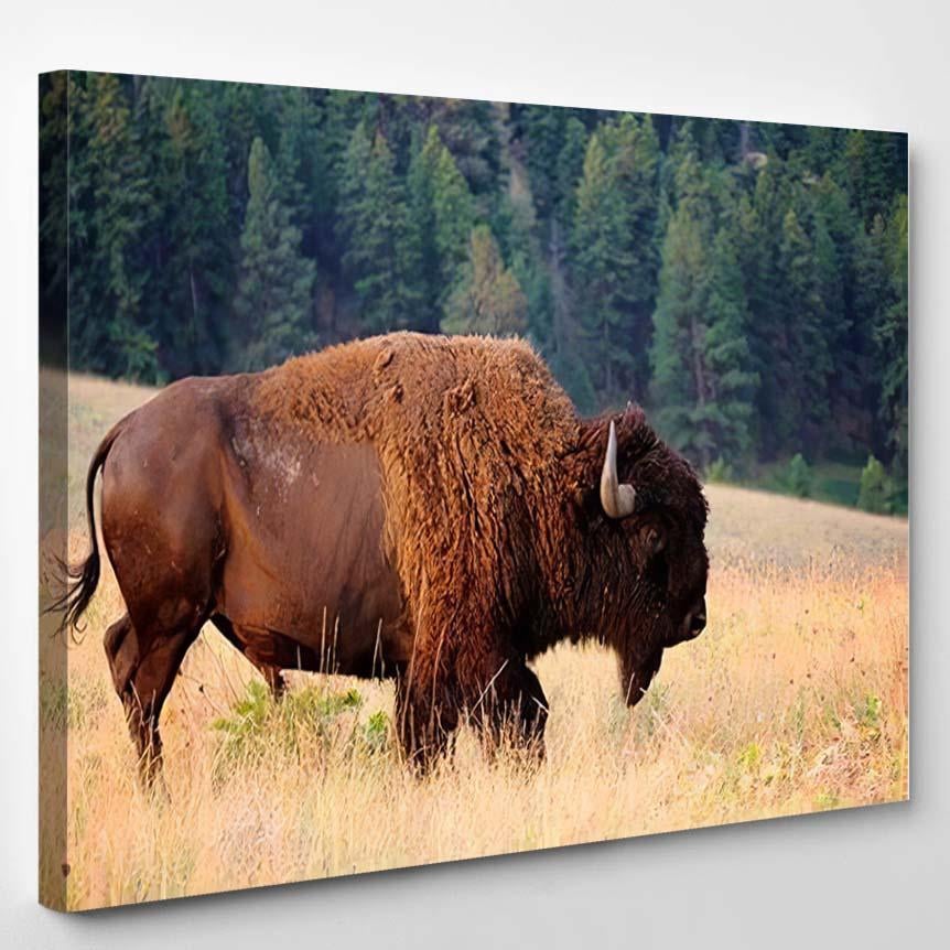 American Bison Buffalo Side Profile Early 1 – Bison Animals Canvas Print