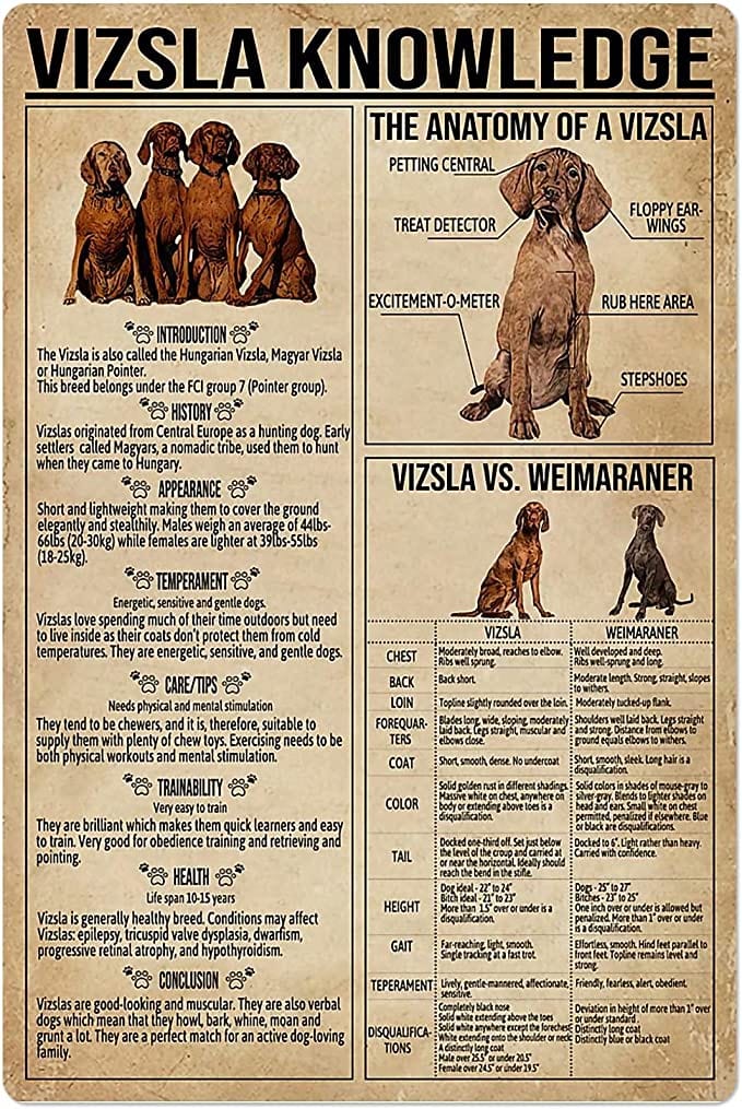 Vizsla Knowledge Poster  Canvas