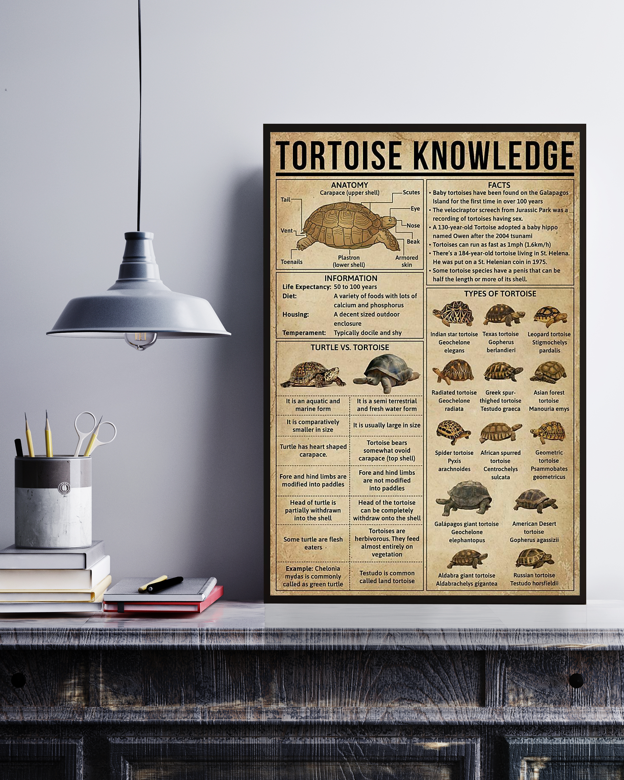 Tortoise Poster Portrait Knowledge Poster No Frame