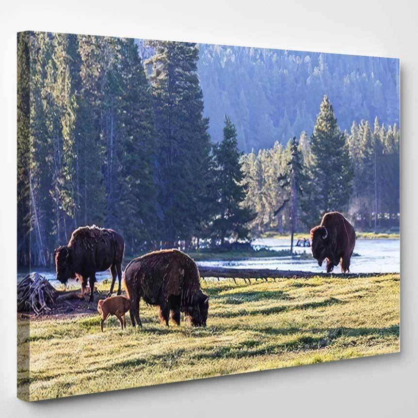 Wild American Bison Waking Yellowstone National – Bison Animals Canvas Print