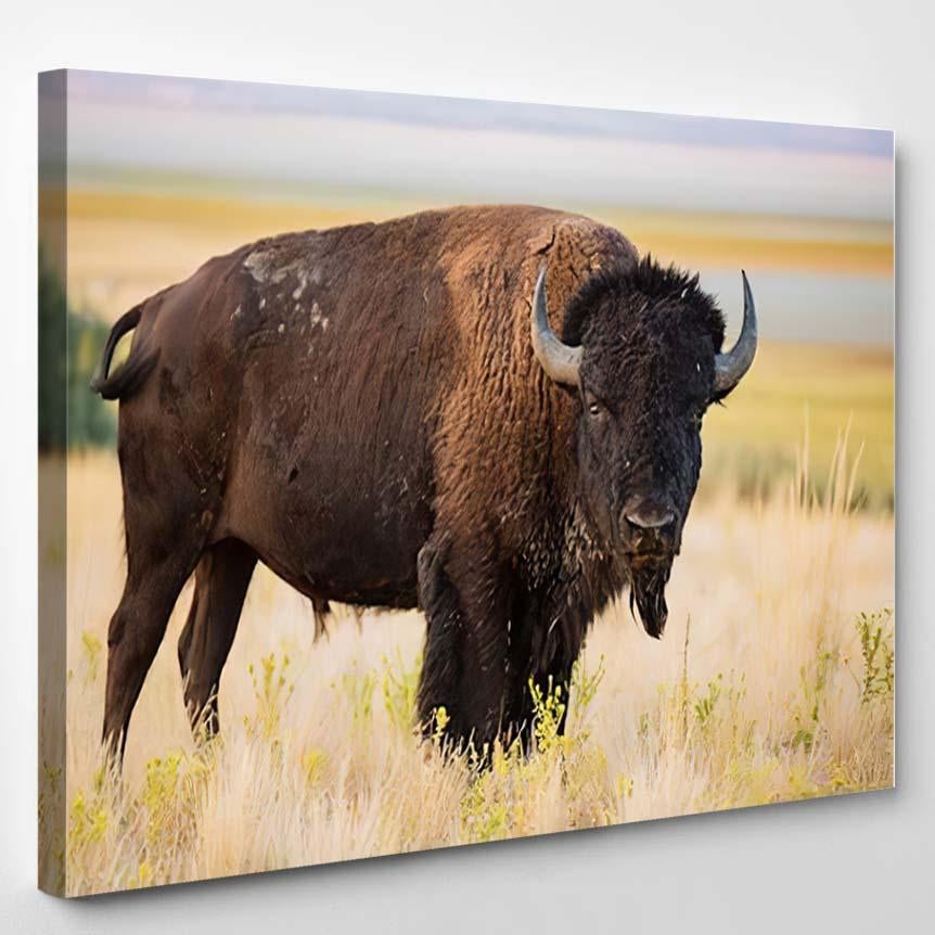 American Bison 13 – Bison Animals Canvas Print