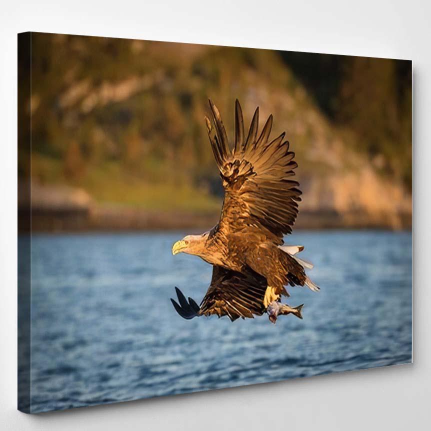 Whitetailed Eagle Haliaeetus Albicilla Just Has 7 – Eagle Animals Canvas Print