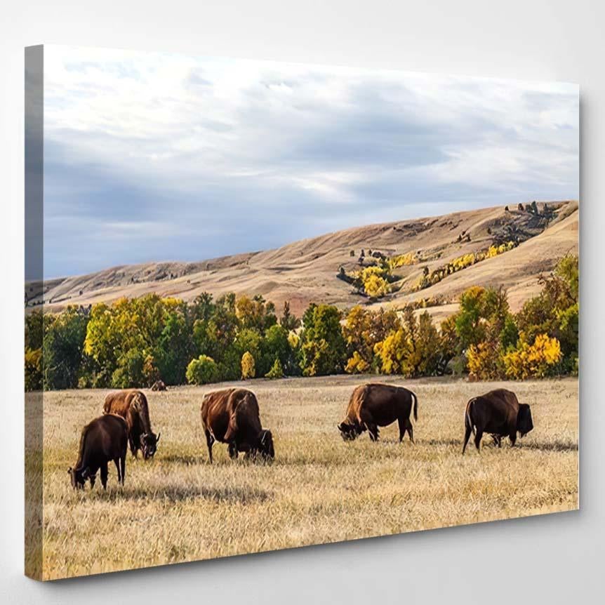 American Buffalo Bison Herd Grazing Custer – Bison Animals Canvas Print