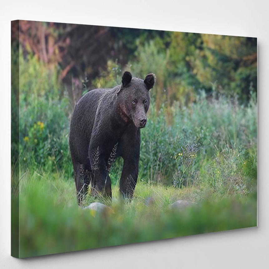 Wild Brown Bear Ursus Arctos Natural 2 – Bear Animals Canvas Print