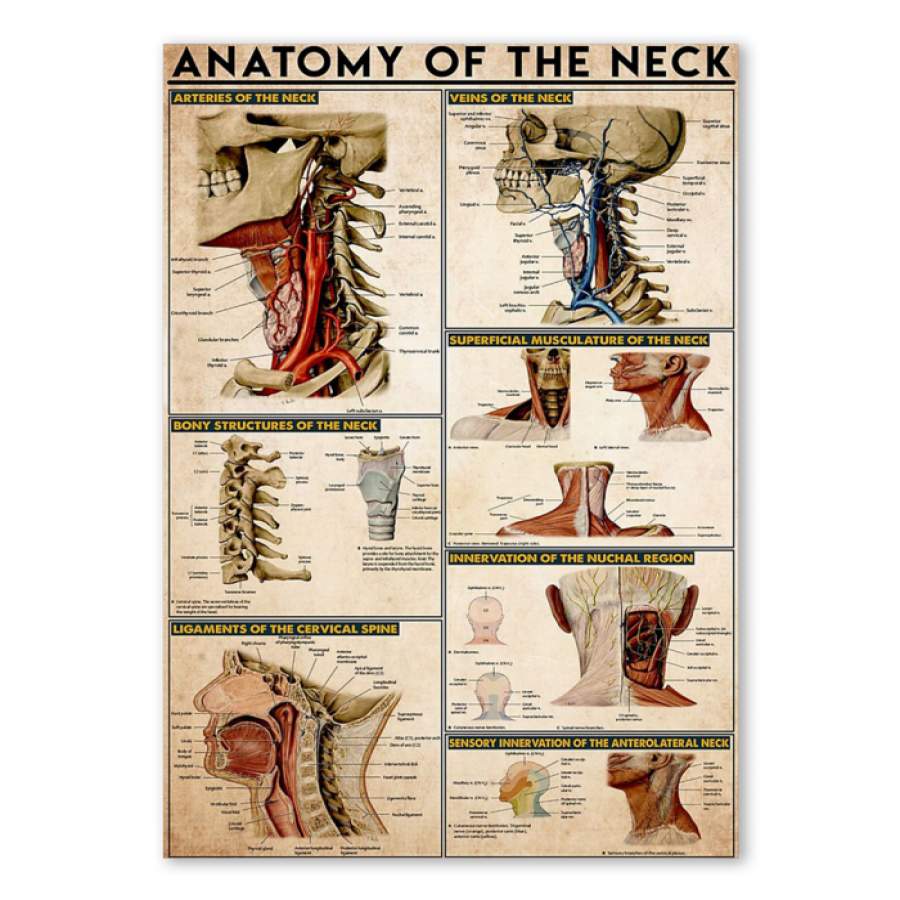 Anatomy Of The Neck Special Custom Design Poster  Gift