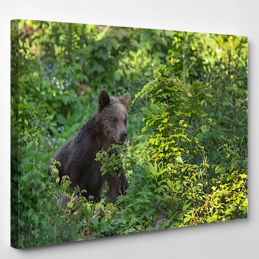 Young Broown Bear Ursus Arctos 2 – Bear Animals Canvas Print