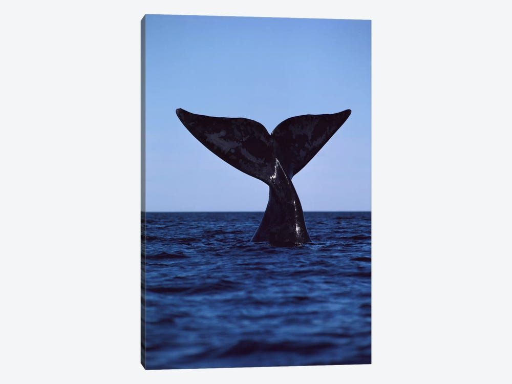 Southern Right Whale Tail, Peninsula Valdez, Argentina Canvas Poster 8″x12″ 12×18″ 18″x26″ 24″x36″ 30″x45″