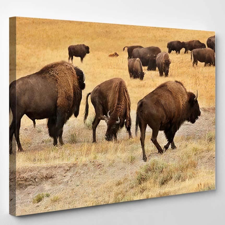 American Bison Simply Commonly Known Buffalo – Bison Animals Canvas Print