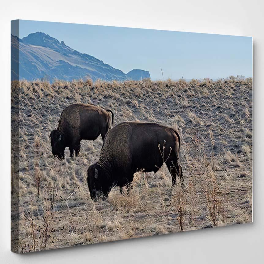 American Bison Grazing On Antelope Island – Bison Animals Canvas Print