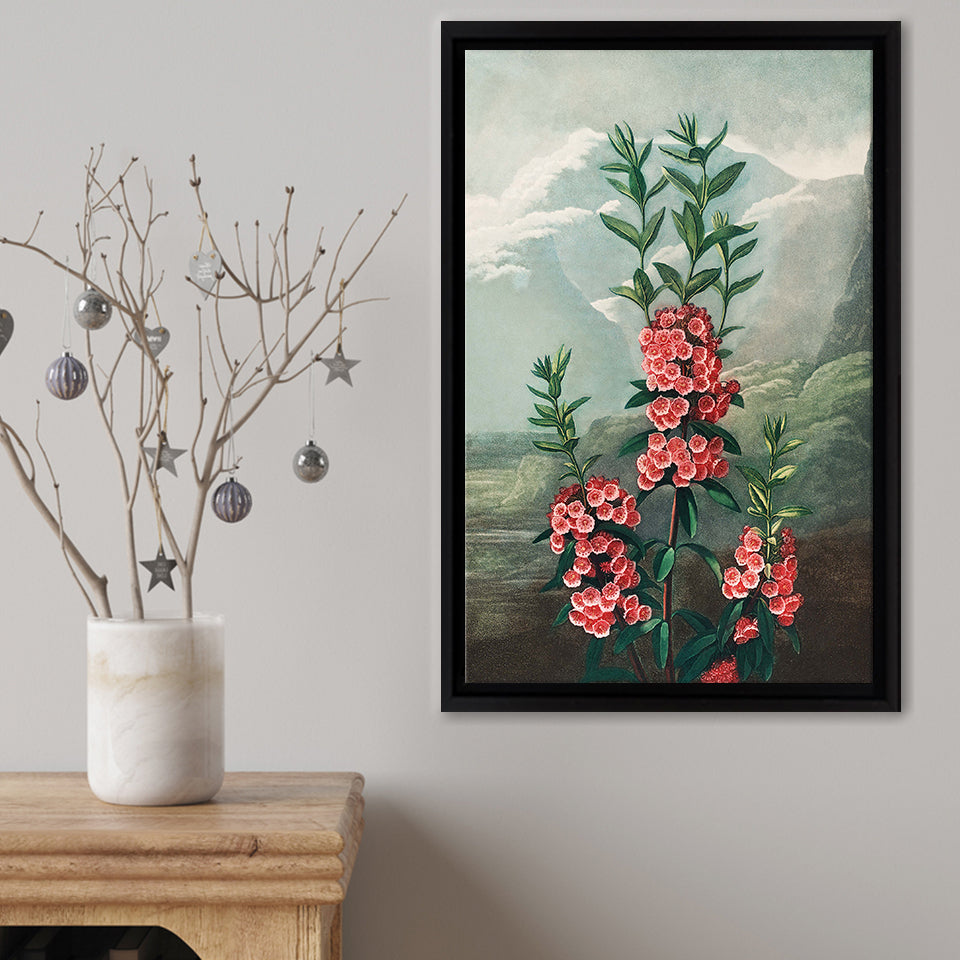 The Narrow Leaved Kalmia Framed Canvas Print – Canvas Painting, Canvas Art, Wall Art, Wall Decor