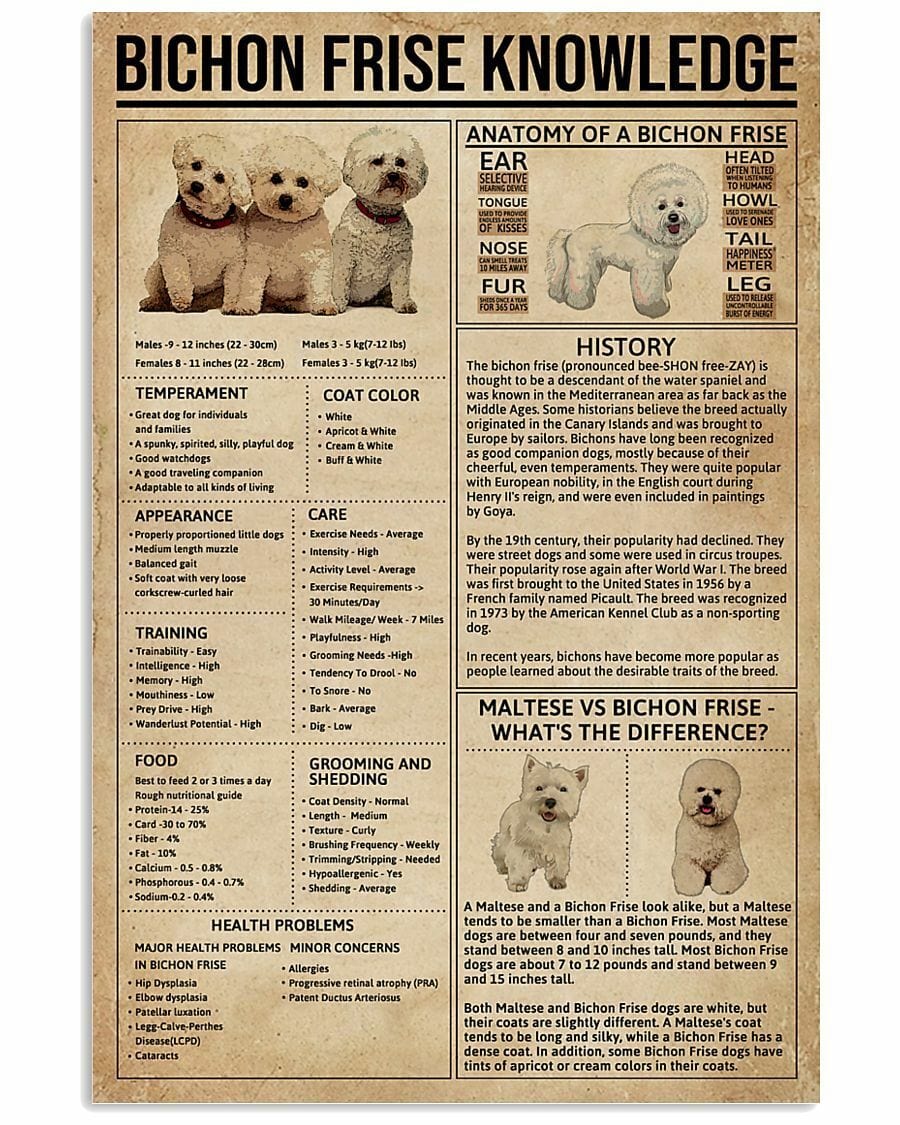 Bichon Frise Knowledge Poster  Canvas