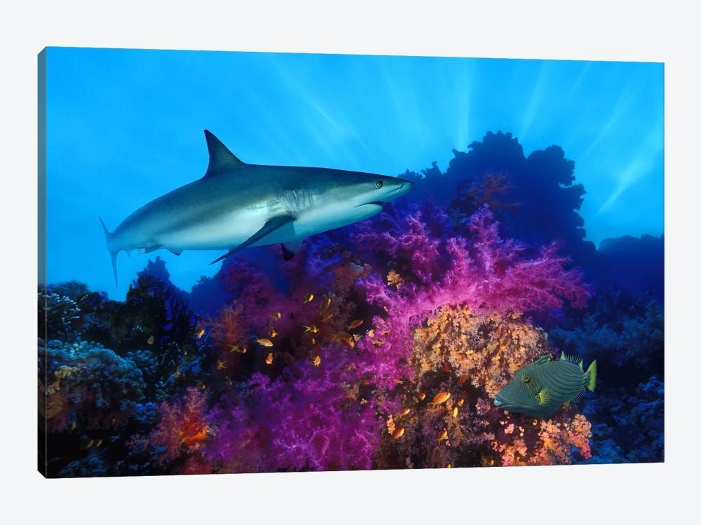 Caribbean Reef shark (Carcharhinus perezi) and Soft corals in the ocean Canvas Poster 8″x12″ 12×18″ 18″x26″ 24″x36″ 30″x45″