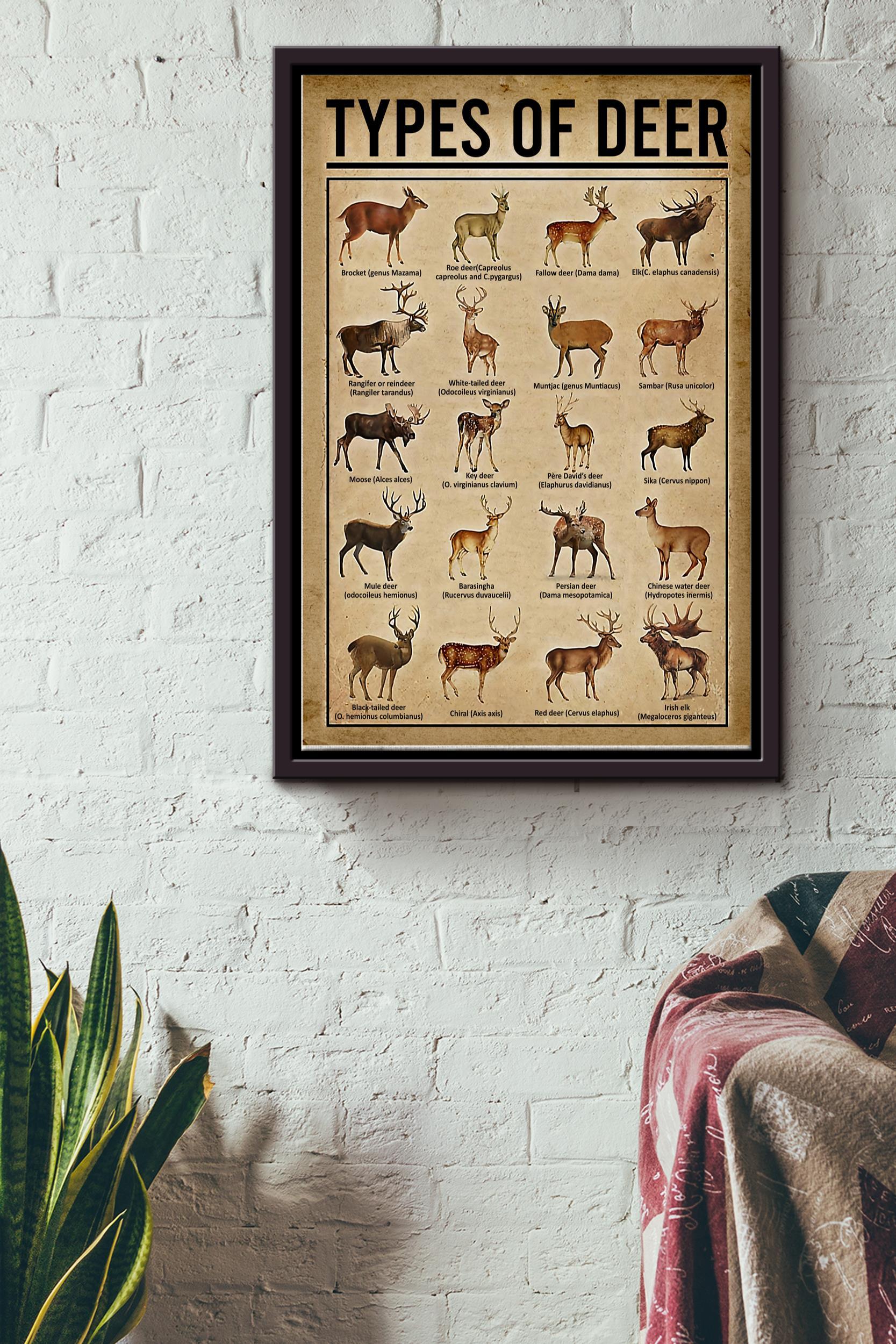 Types Of Deer In The World Poster – Animal Wall Art – Gift For Hunter Forest Lover Biologist Forest Creature Lover Framed Matte Canvas