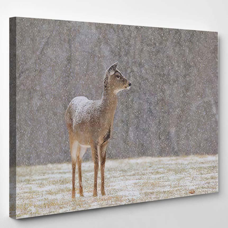 Whitetailed Deer Search Through Snowcovered Fields 1 – Deer Animals Canvas Print