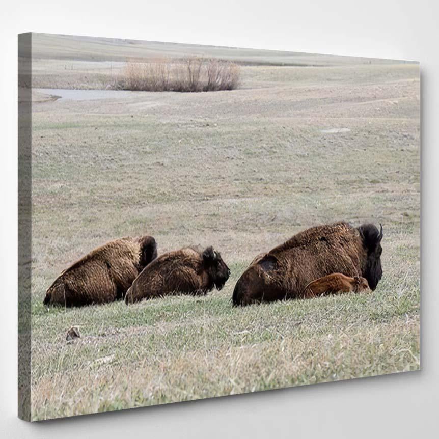 South Dakota Badlands National Park American – Bison Animals Canvas Print