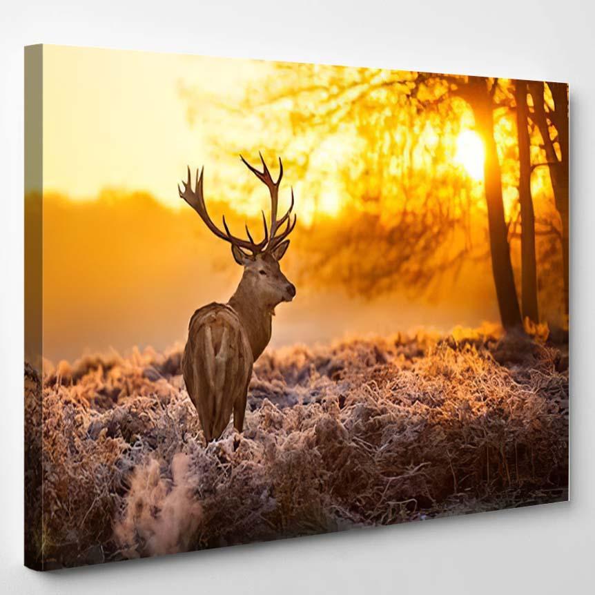 Red Deer Morning Sun 1 1 – Hunting And Fishing Canvas Print