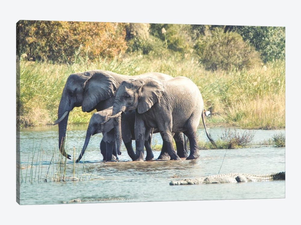 Elephant Trio II Canvas Poster 8″x12″ 12×18″ 18″x26″ 24″x36″ 30″x45″