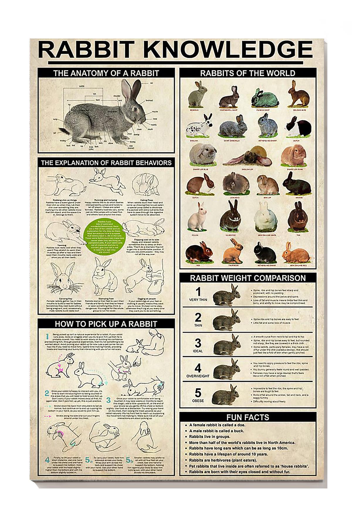 Rabbit Basic Information Animal Knowledge Wall Art For Homeschool Home Decor Canvas