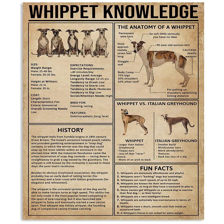 Whippet Knowledge The Anatomy Of A Whippet History Fun Facts Gifts ...