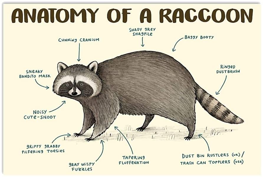 Vintage Anatomy Of A Raccoon Poster Art Print      Home Decor Gift For Men Women Family Friend On Birthday Xmas