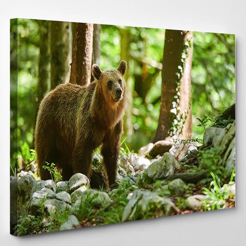 Wild Brown Bear Ursus Arctos Close 1 – Bear Animals Canvas Print