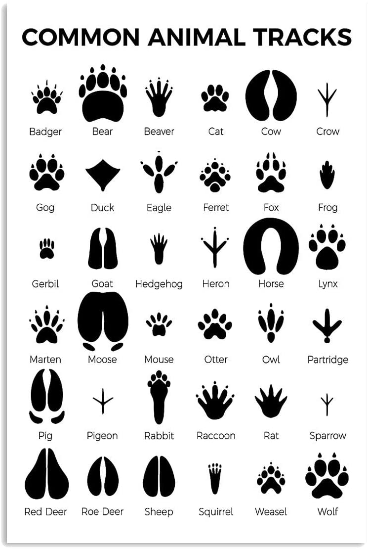 Vintage Veterinarians Common Animal Tracks Poster Art Print      Home Decor Gift For Men Women Family Friend On Birthday Xmas