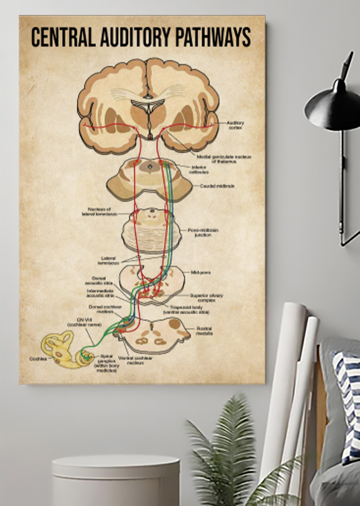 Central Auditory Pathways Knowledge Poster