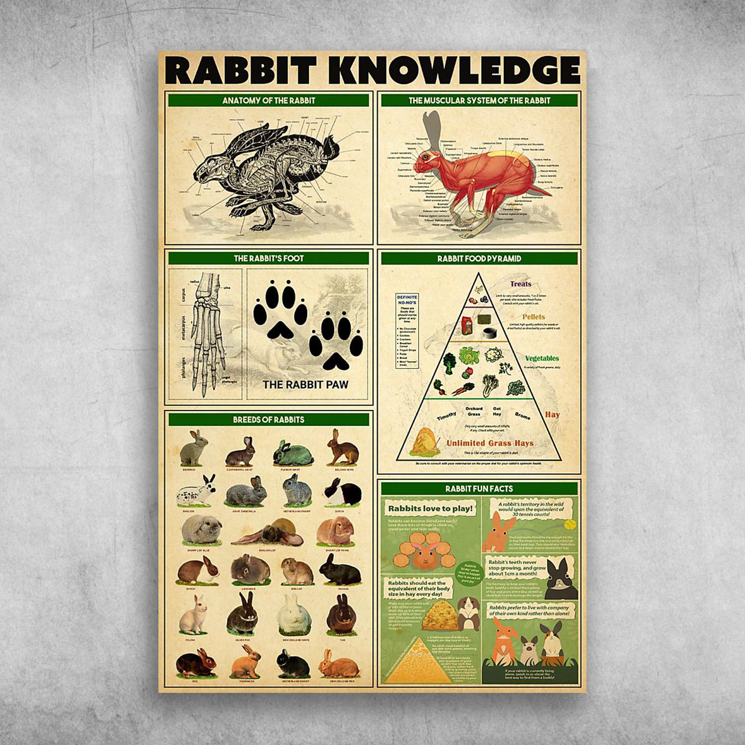 Rabbit Knowledge Anatomy Of The Rabbit The Muscular System Of The Rabbit Poster Print, Canvas Print, Canvas Wall Art, Canvas And Poster Wall Decor