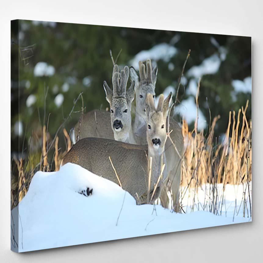 Roe Deercapreolus Capreolus Father Offspring – Deer Animals Canvas Print