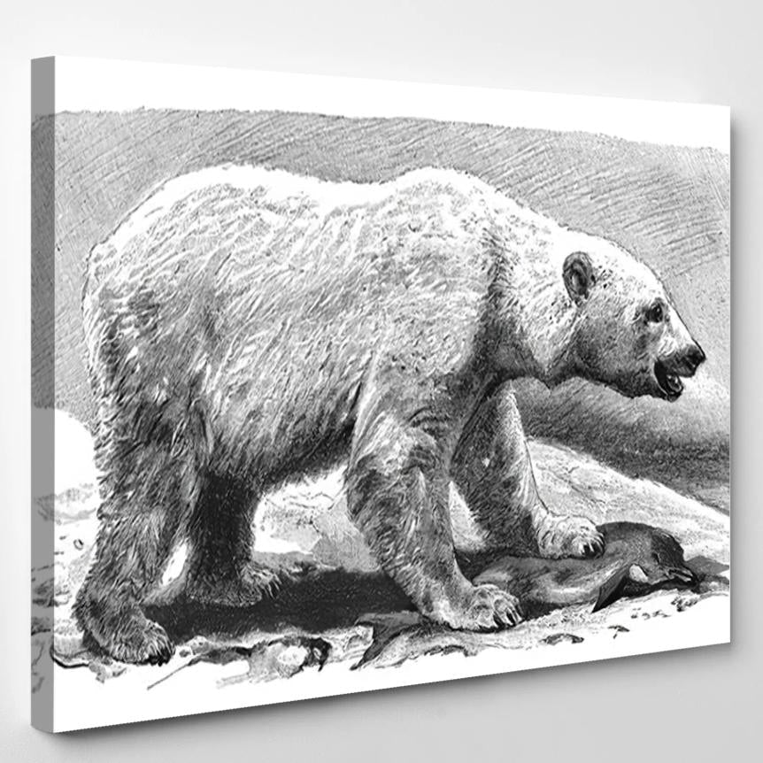 Polar Bear Ursus Maritimus Vintage Illustration – Bear Animals Canvas Print