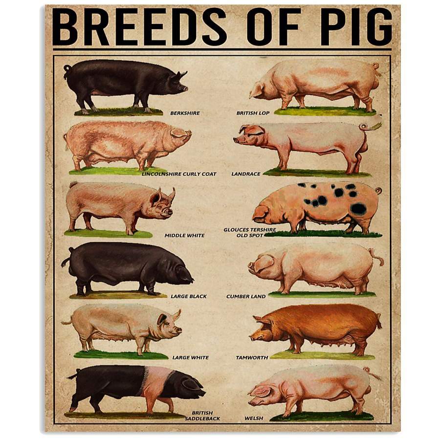 Breeds Of Pigs Knowledge Vertical Poster