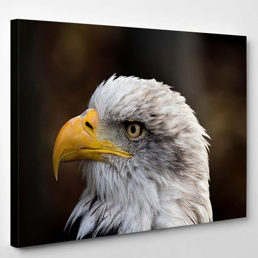 American Bald Eagle Haliaeetus Leucocephalus Proud – Eagle Animals Canvas Print