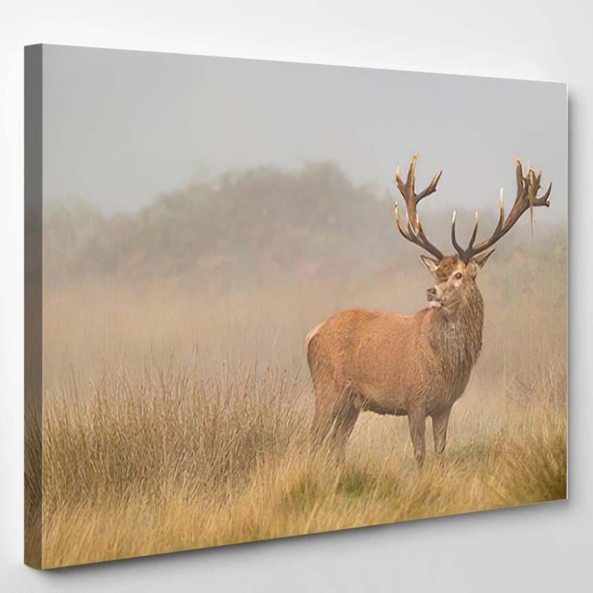 Red Deer Stag Early Morning Mist 1 – Hunting And Fishing Canvas Print